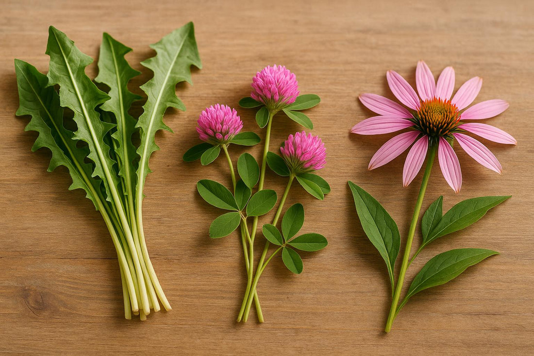 Top Herbs for Lymphatic Support