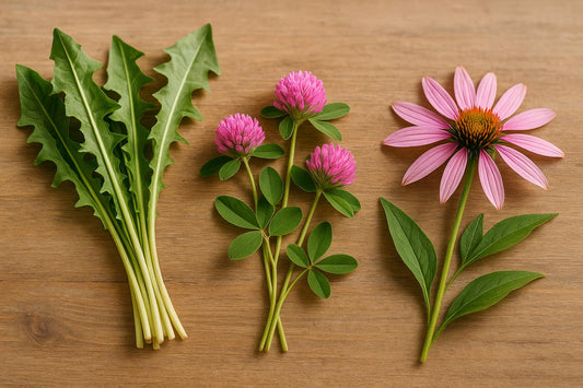 Top Herbs for Lymphatic Support
